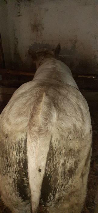 De vânzare vaca cu vitea