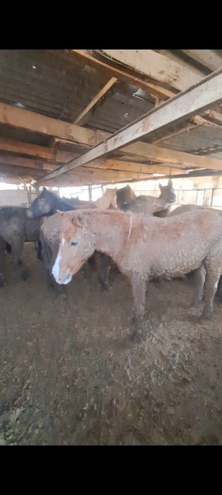 Соғым жылкы мясо конина