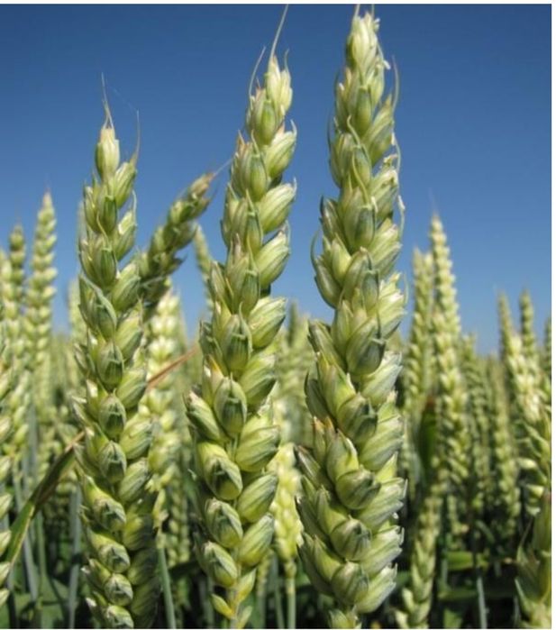 Vând sămânță de grâu Apache C1