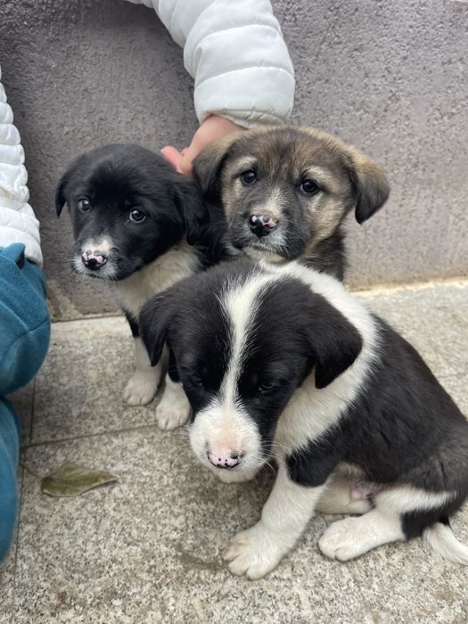 Adoptie catelusi draguti