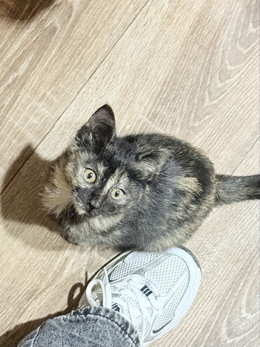 Отдаем котенка в хорошие руки