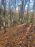 Teren forestier(Padure)
