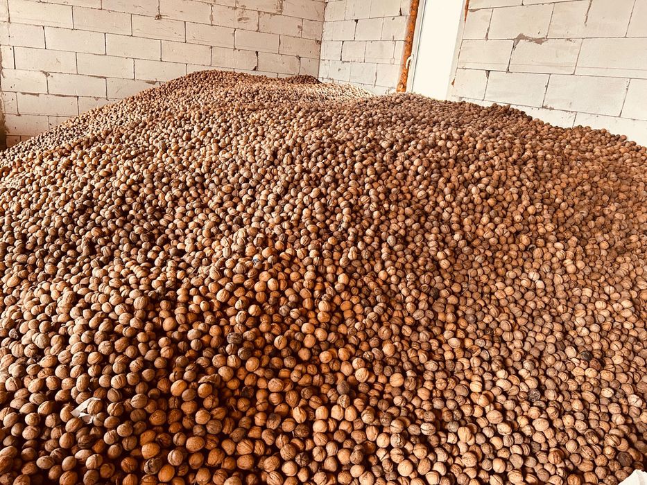 Nuci în coajă 2025.