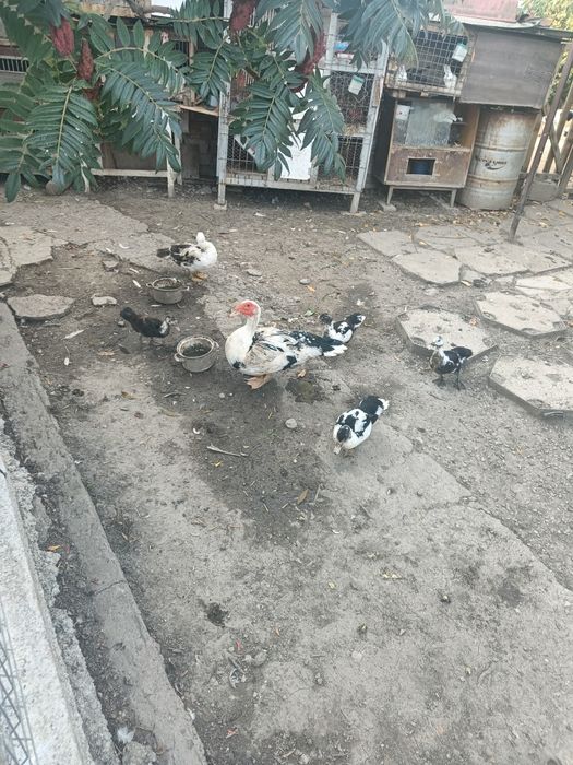 De vânzare rațe mute