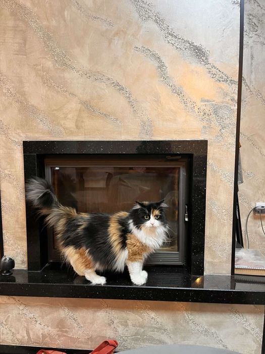 Персийска  женска котка