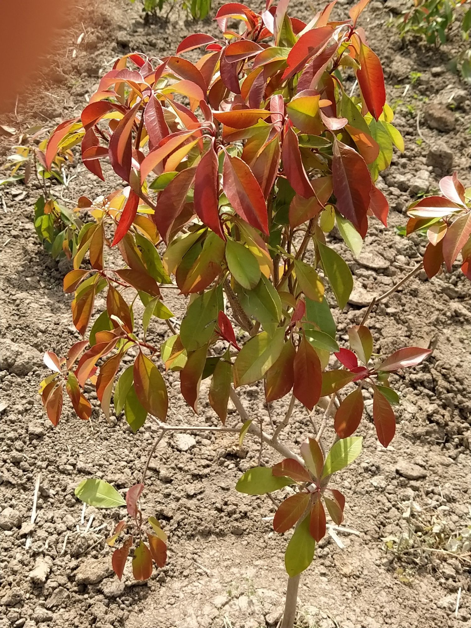 Photinia Red Robin