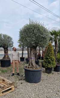 Plante exotice palmieri Trachycarpus Fortunei, magnolie, măslin, cedru
