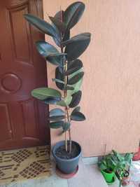 ficus rosu 170cm