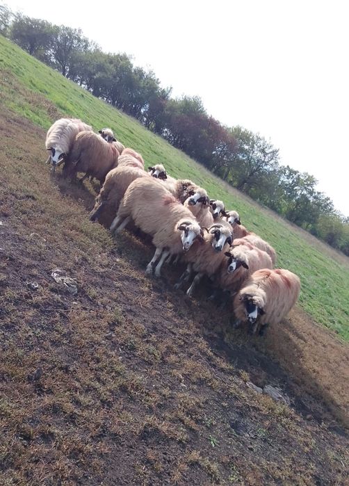 Vând Animale ce se vede