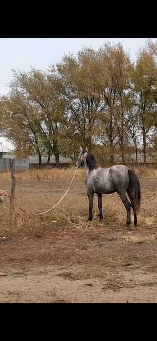 Көк Дауыл  , 3 жас