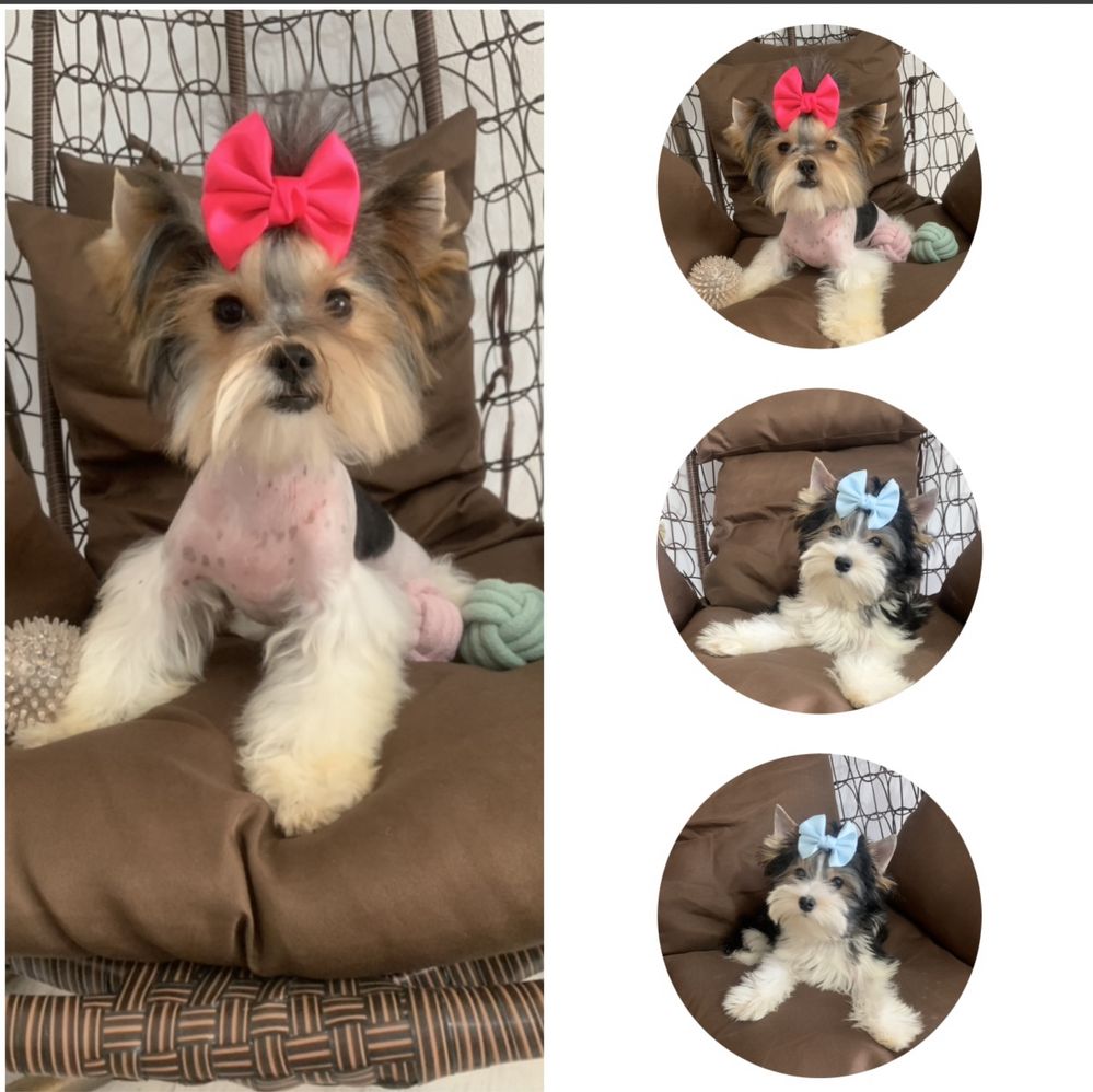Бивер териер с Родословие /Biewer terrier / Йоркширски териер ,Йорки