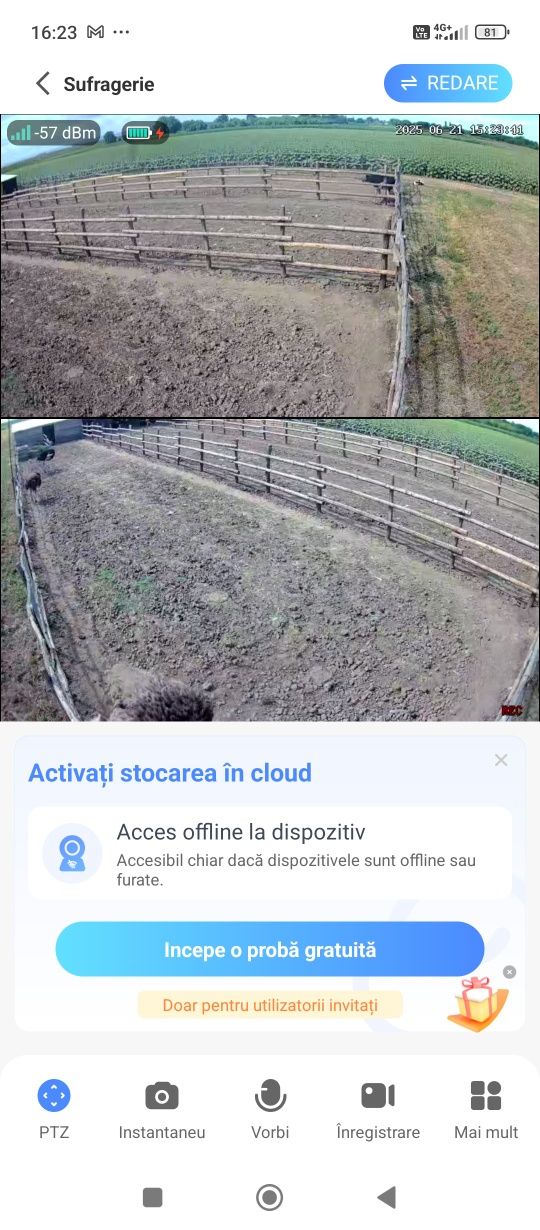 Pui de struț de vânzare