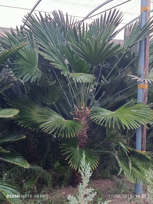 Вангариски палма ва Трахкорпис палмалари ҳамда Шамшод кўчатларитлари