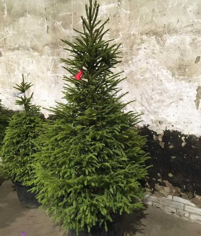 Купить живую елку на новый год ель в горшке саженцы с корнем новогодни