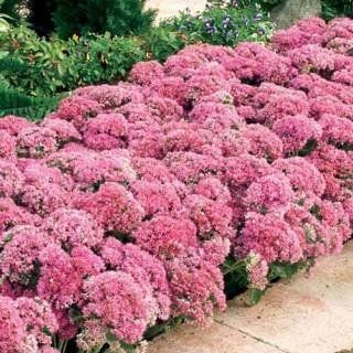 Iarba de soaldina (Sedum Carl)