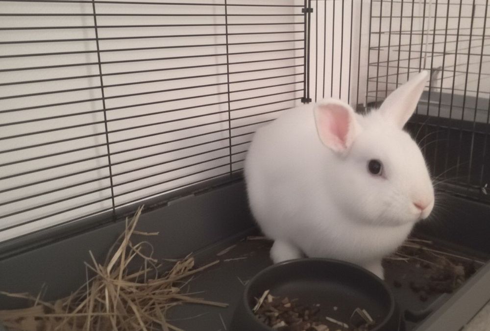 Продам дикаротивного кролика