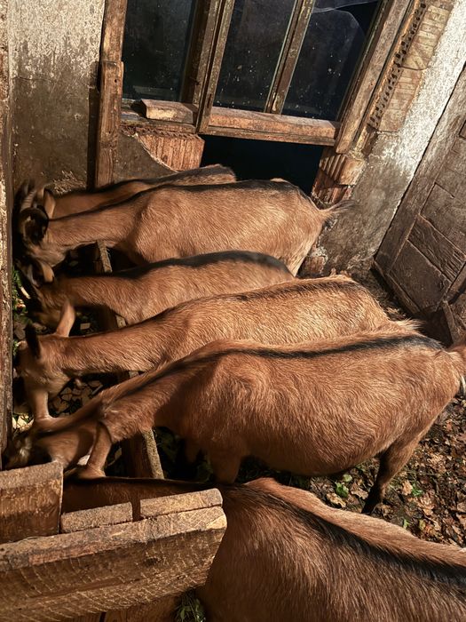 Vand capre de vanzare