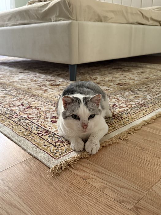 Кошечка отдам в добрые руки