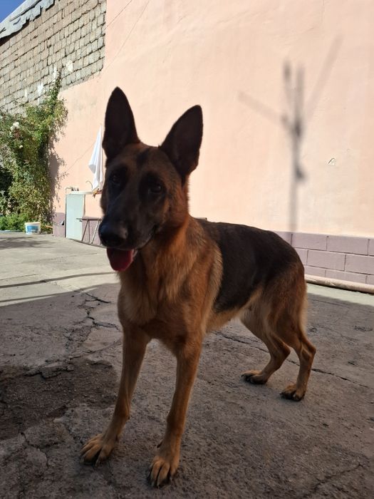 Продаётся чистокровная немецкая овчарка девочка