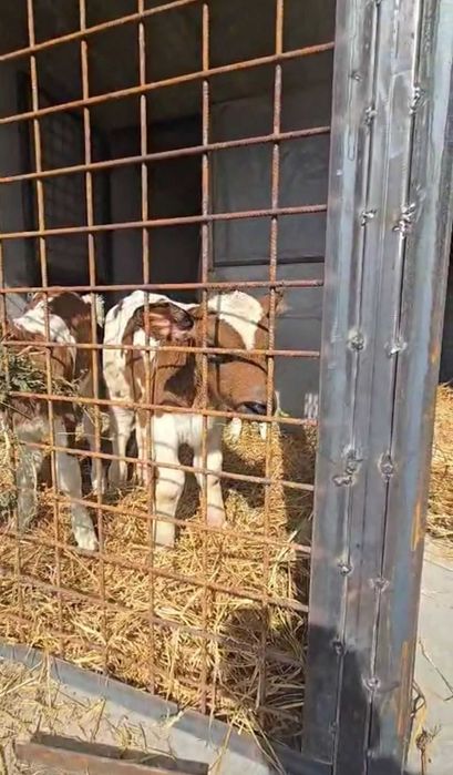 Viţei sugari semiîntarcati, pret intre 1600 şi 2800 de ron