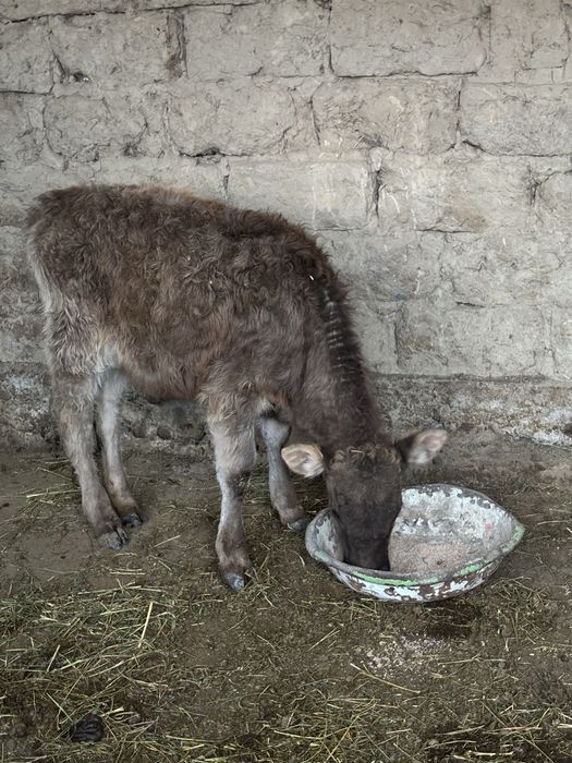 продаеться бычок