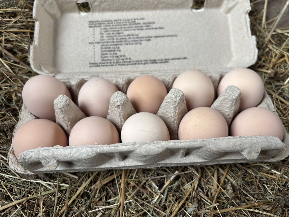 Precomenzi pentru puiisori/ouă de incubat Australorp Negru