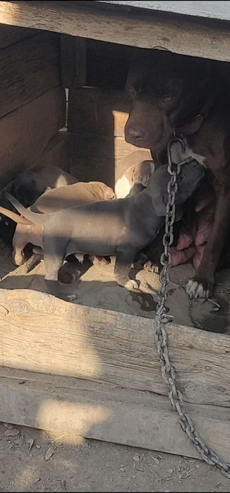 Pitbul bollari sotiladi.щенки питбуля на продажу