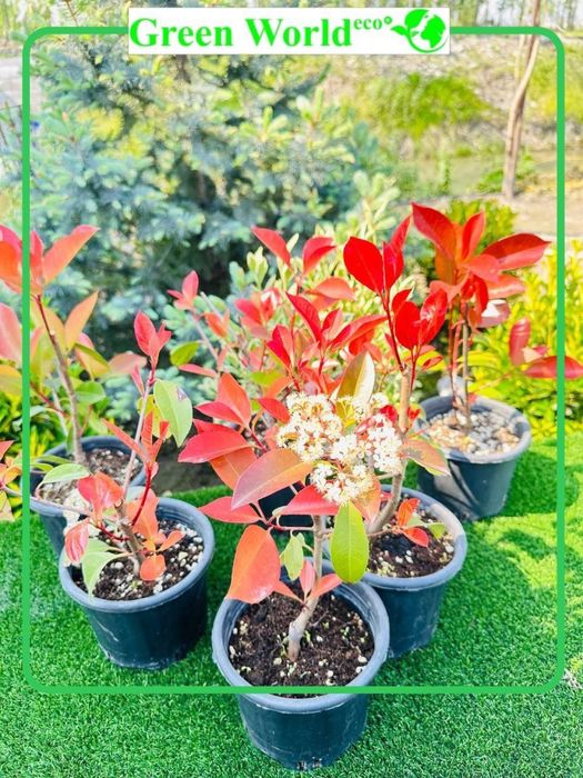 Photinia Fraseri Red Robin