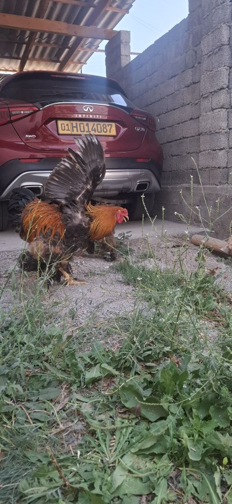 3+1 kuropatchatiy brama oilasi