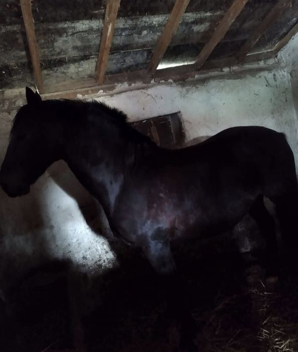 Дунавски жребец м