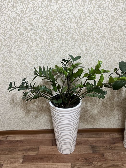 Комнатные цветы для офиса, школ
