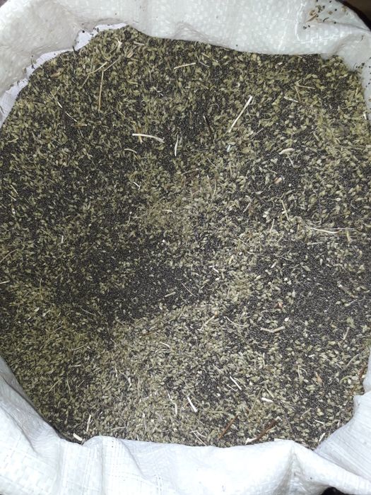 Семена/разсад на градинска чубрица за посед, на едро и на дребно