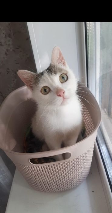 Молоденькая кошечка Нюша в добрые руки!