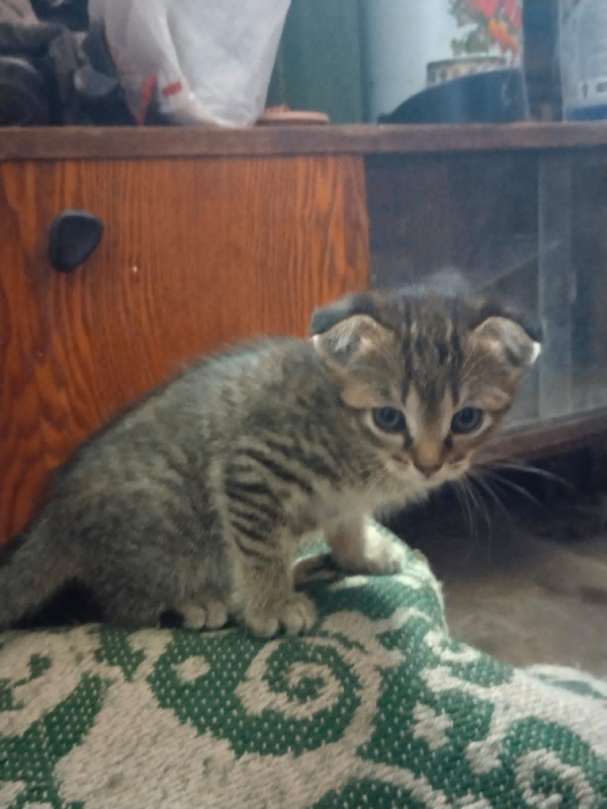 Бесплатно котята
