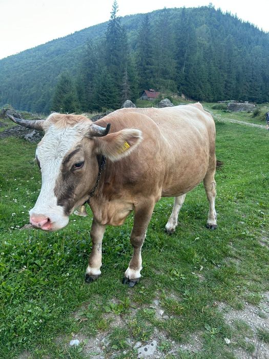 Jurincă la prima fătare se vinde fără vițel