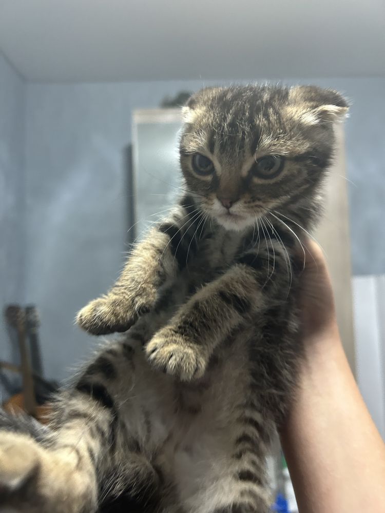 вислоухий котенок, месяц