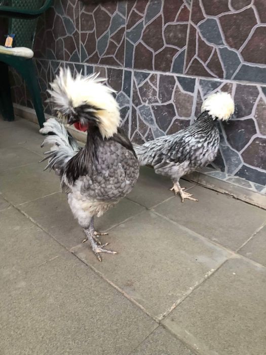 Vand Motate Olandeze