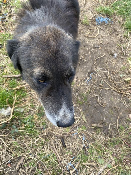 Ciobanesc carpatin spre adoptie