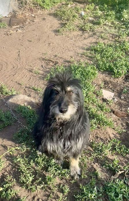 Отдам в добрые руки