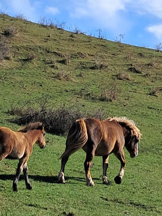 Iapa de vânzare de 4 ani