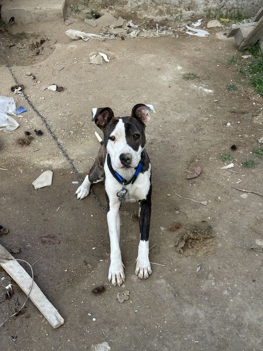 Питбуль собака актау