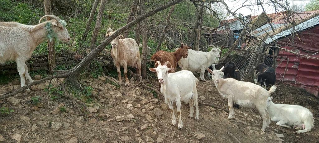 Capre de vânzare la Gârliște