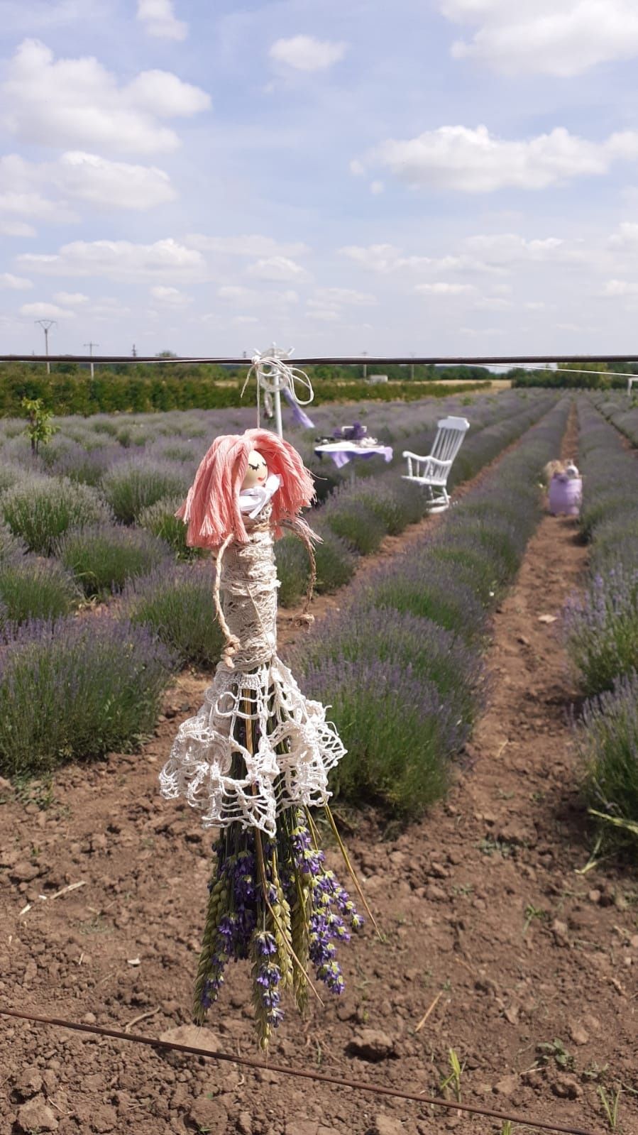 Locatie petrecere timp / evenimente / sedinte foto plantatie lavanda