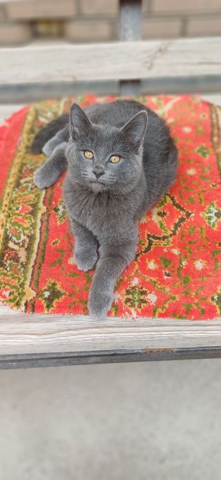 Скоттиш страйд мушукча угил