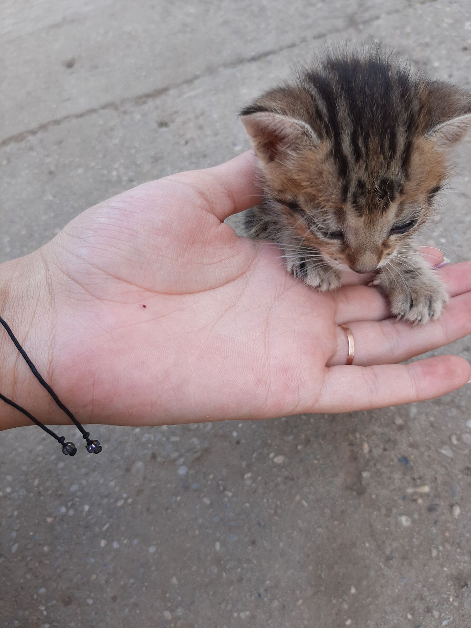 Donez pui de pisică !