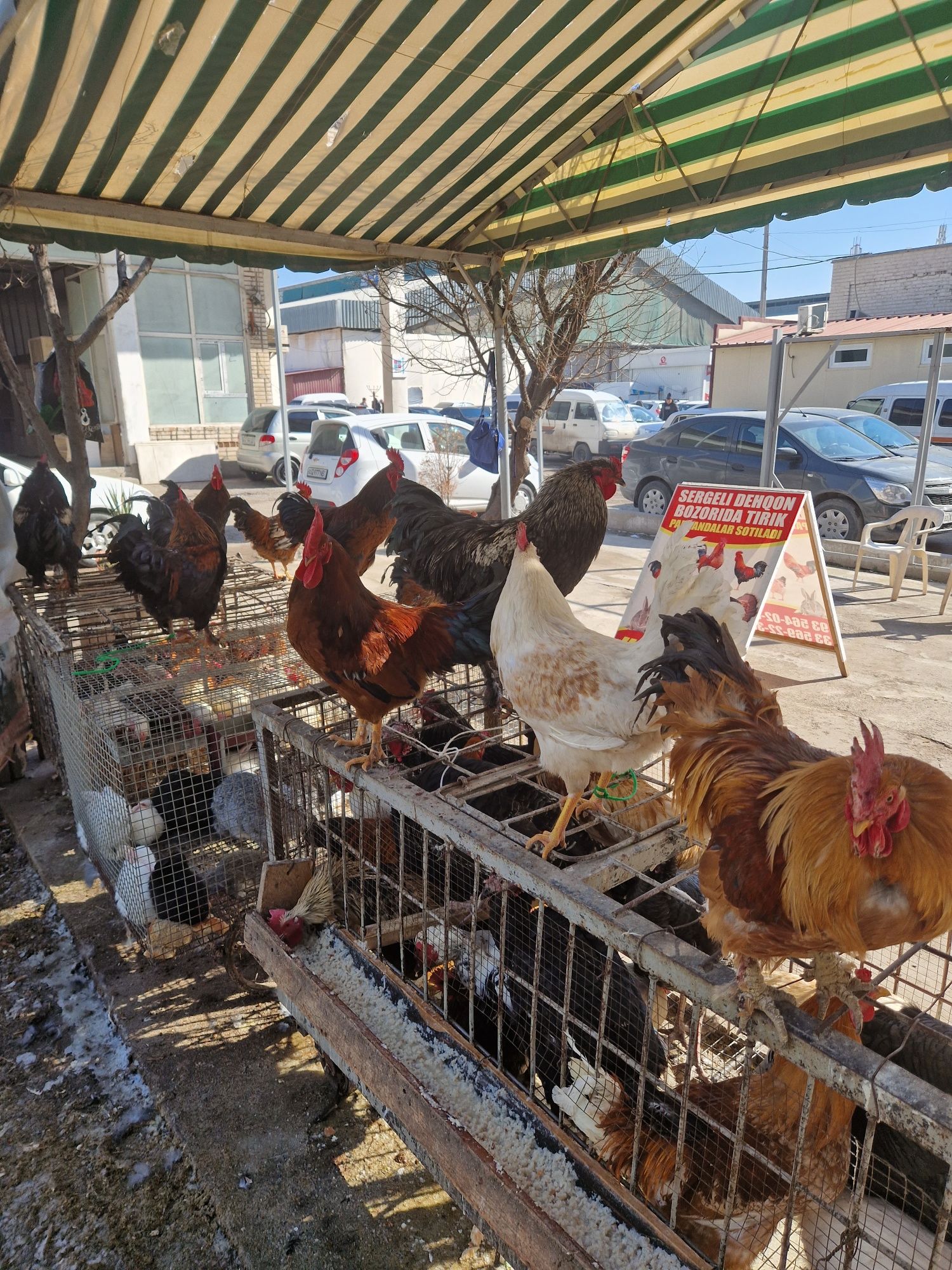Sergili dehqon bozorida horoz tovuq kurka quyonlar sotiladi