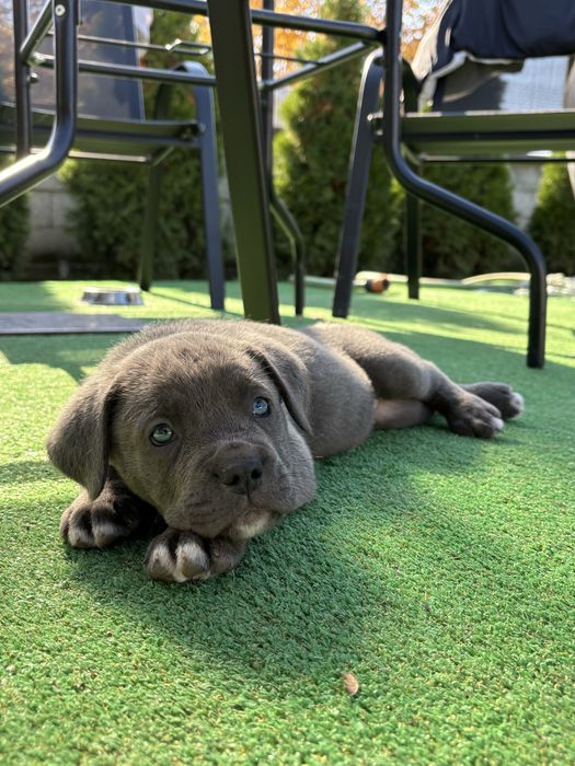 Кученца Кане корсо