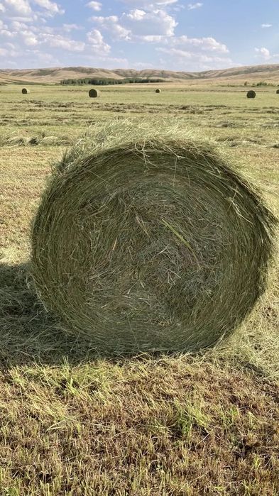 Продам Сено в рулонах