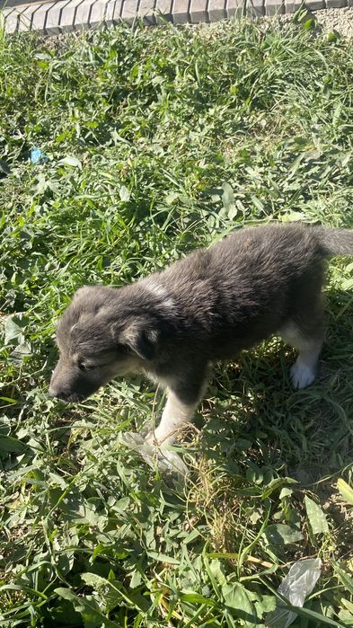 Күшік беріп жіберем лайка мәшкі аралас