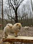 chow chow pui talie mare
